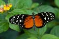 024 Tiger-Passionsblumenfalter - Heliconius ismenius